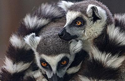 在美国农村打怪！合作动作游戏《穿越乡间路》公布